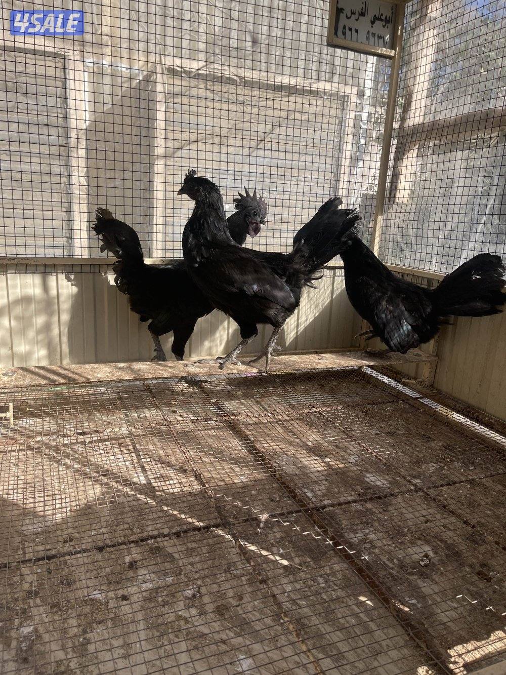 وايندوت + ايام سيماني1