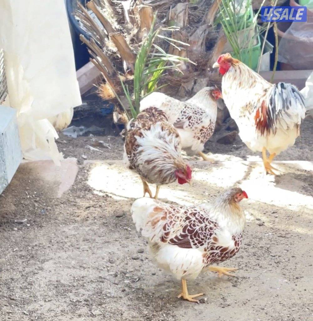 وايندوت + ايام سيماني2