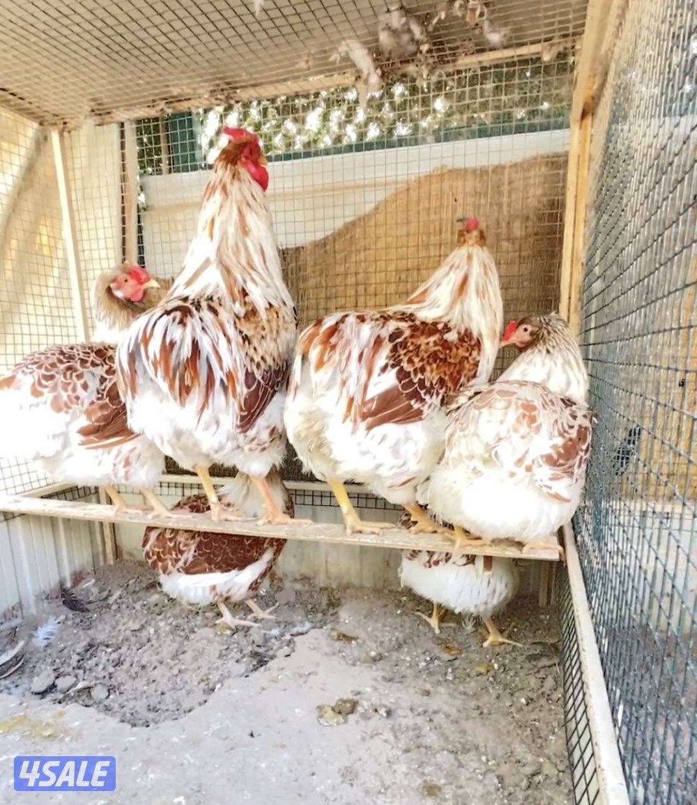 وايندوت + ايام سيماني3