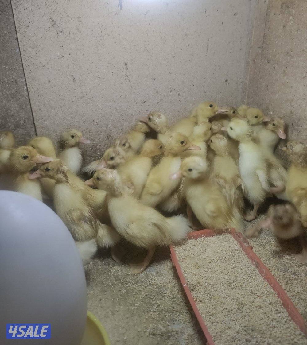 صيصان بط فرنسي0