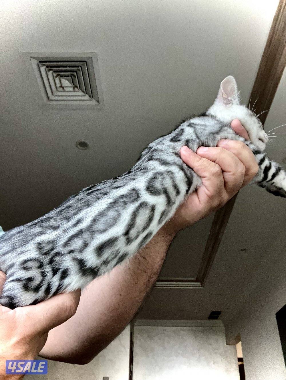 Exotic Russians bengals kittens for sales in rare colors6