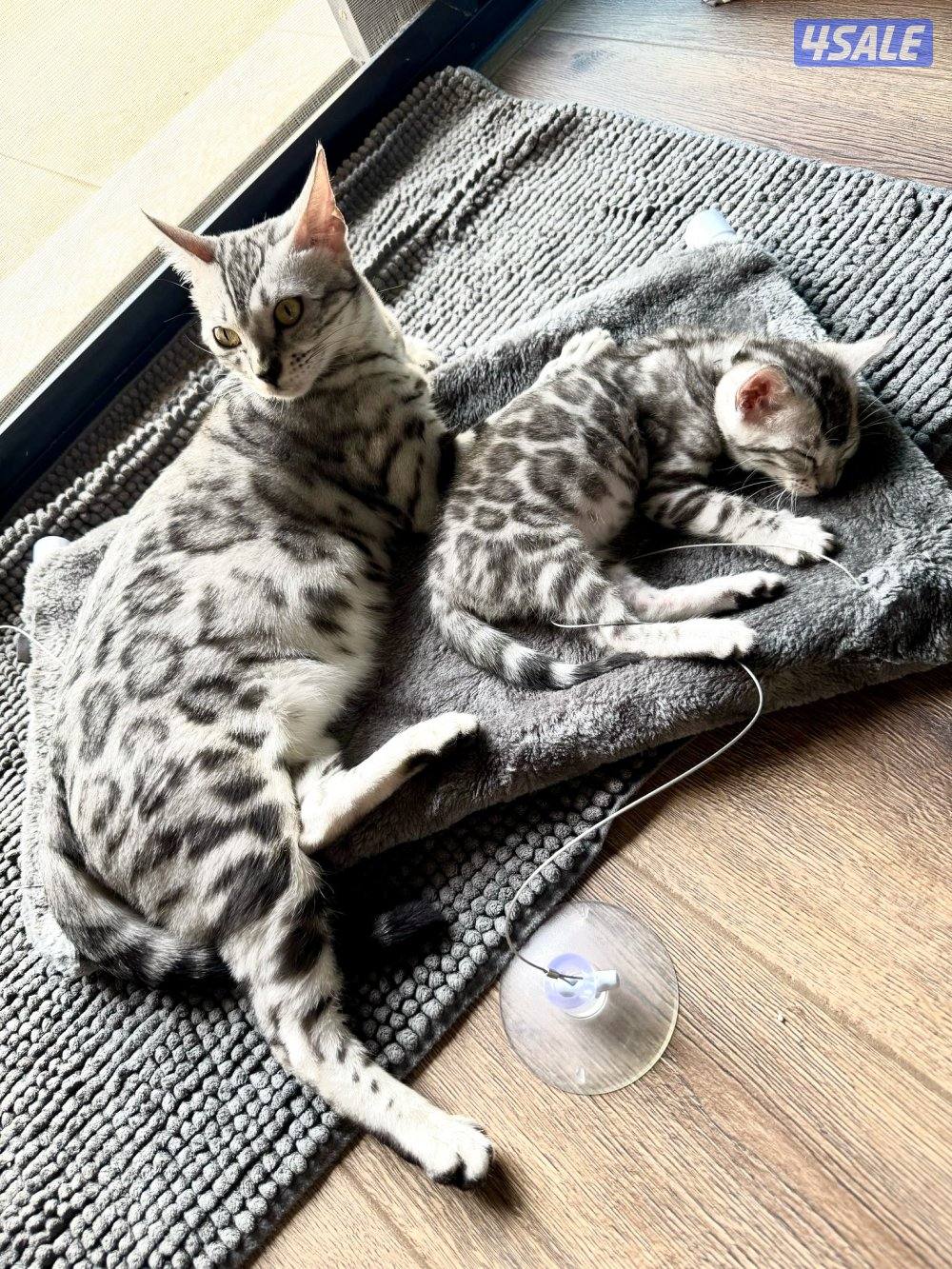 Exotic Russians bengals kittens for sales in rare colors10