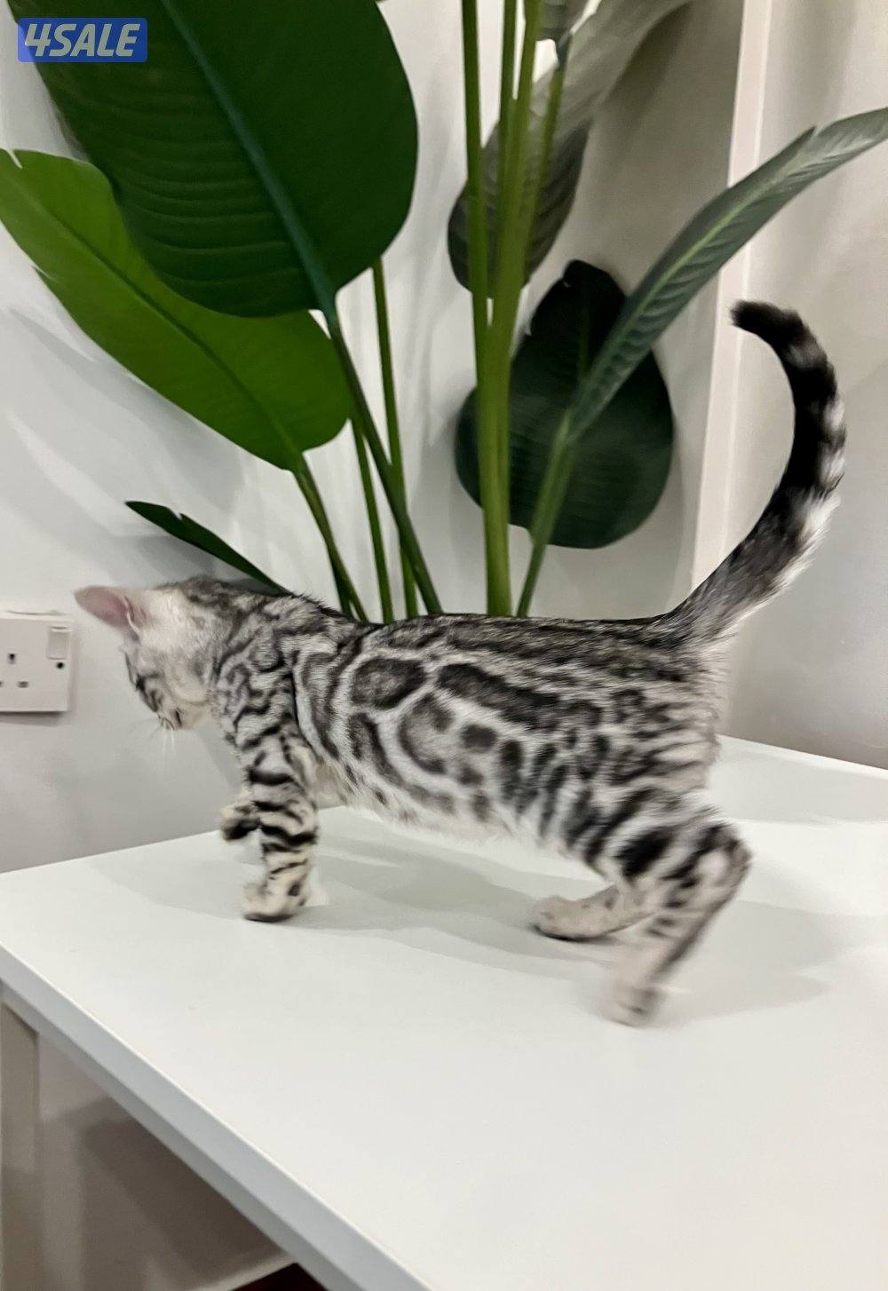 Exotic Russians bengals kittens for sales in rare colors11