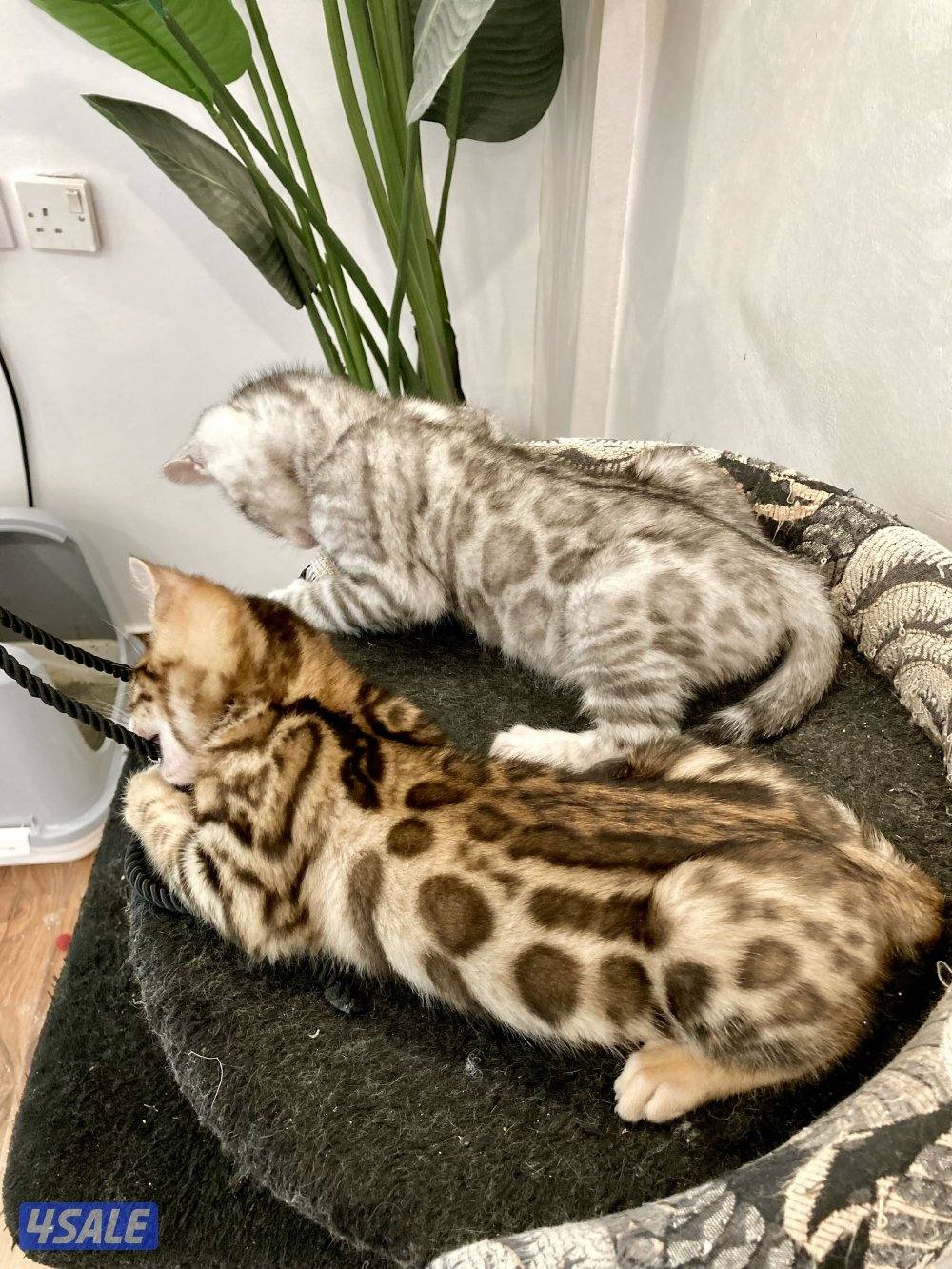 Exotic Russians bengals kittens for sales in rare colors13