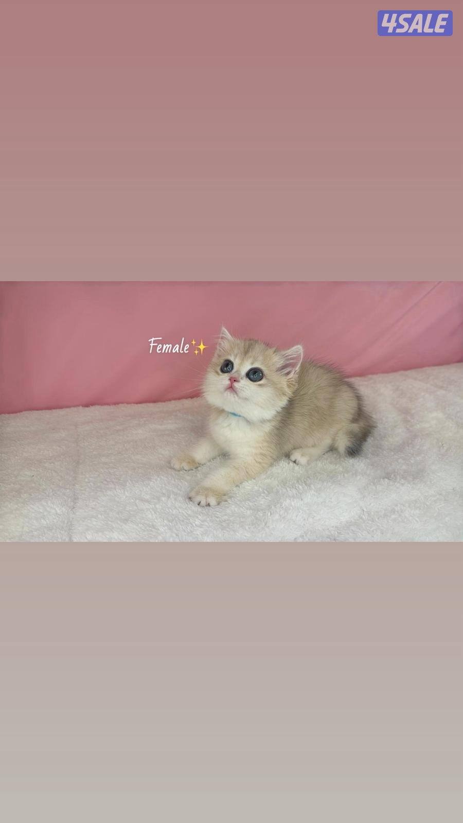 للبيع كيتن ذكر ونثية بريتش قولد مسجلين1