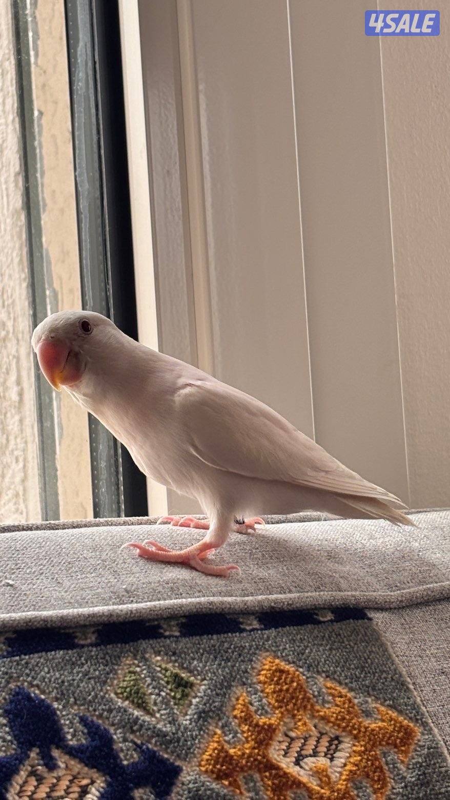 للبيع طير روز لوف بيرد متعلم0