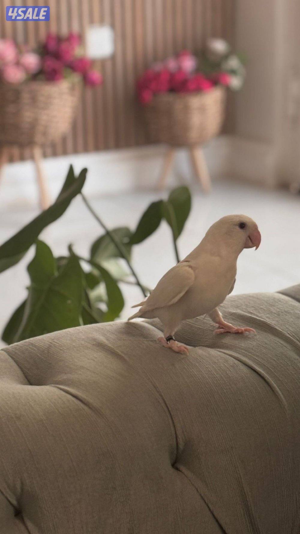 للبيع طير روز لوف بيرد متعلم1