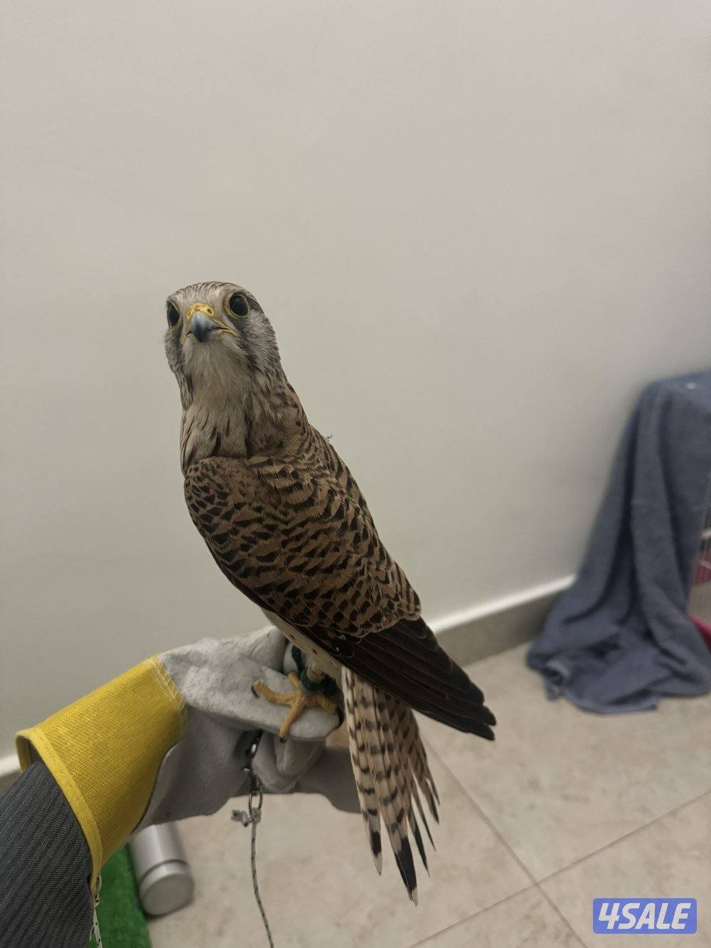 للبيع باش ق1