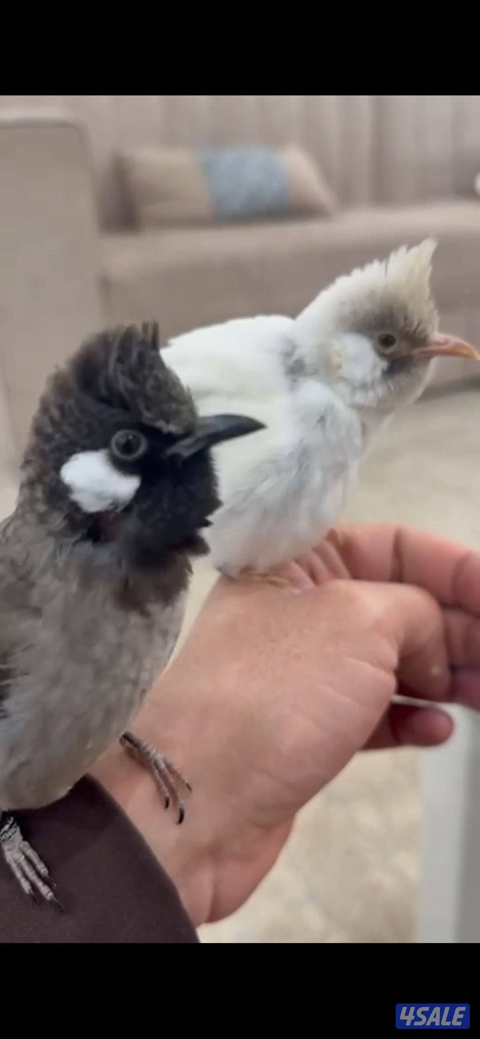 للبيع بلابل هملايا بيور الانتاج الاول على العالم ربوه1