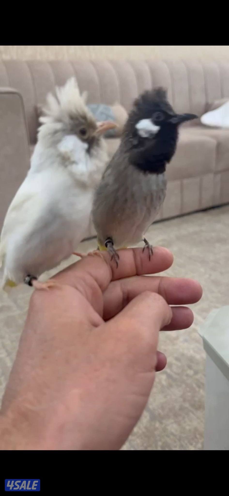 للبيع بلابل هملايا بيور الانتاج الاول على العالم ربوه2