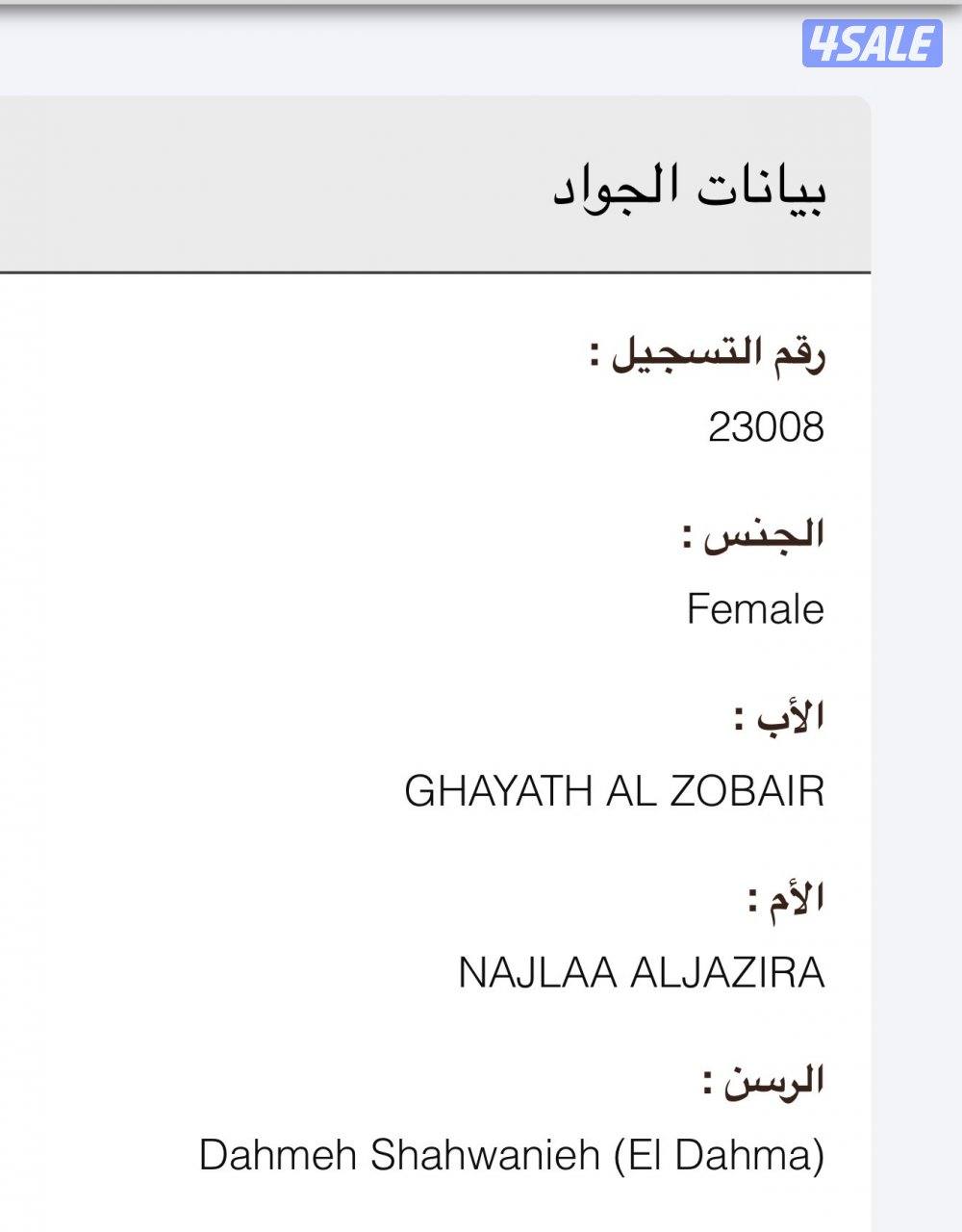 أفراس وامهرات مصريه بيور بدغربه قوي1