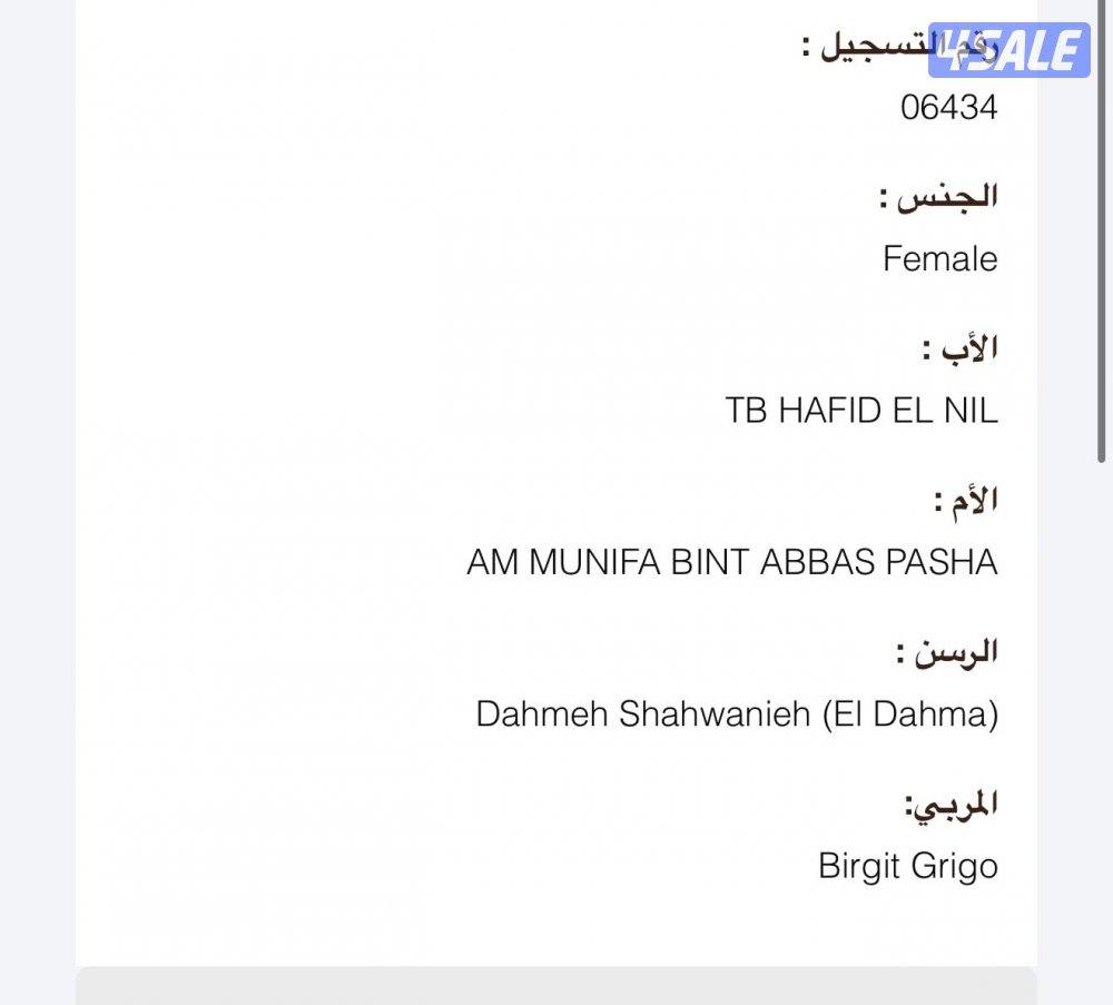 أفراس وامهرات مصريه بيور بدغربه قوي2