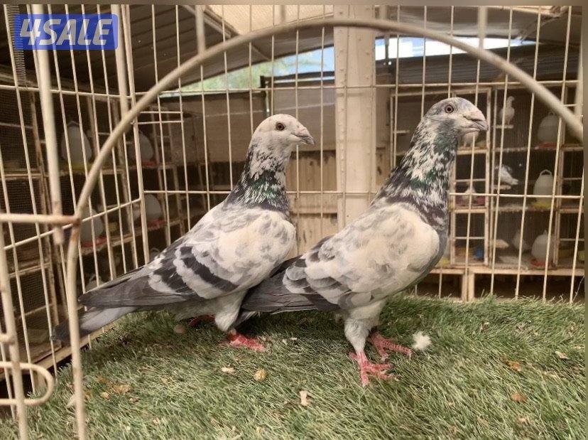 ازواج زاجل خنابي مع فروخهم9