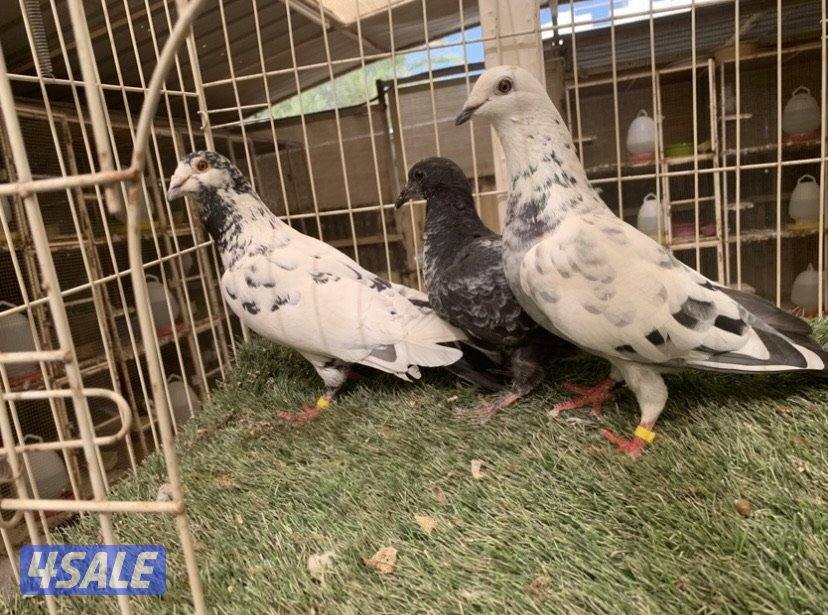 ازواج زاجل خنابي مع فروخهم3