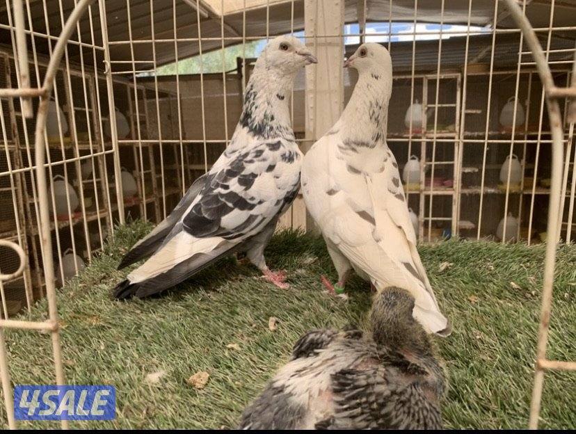 ازواج زاجل خنابي مع فروخهم0