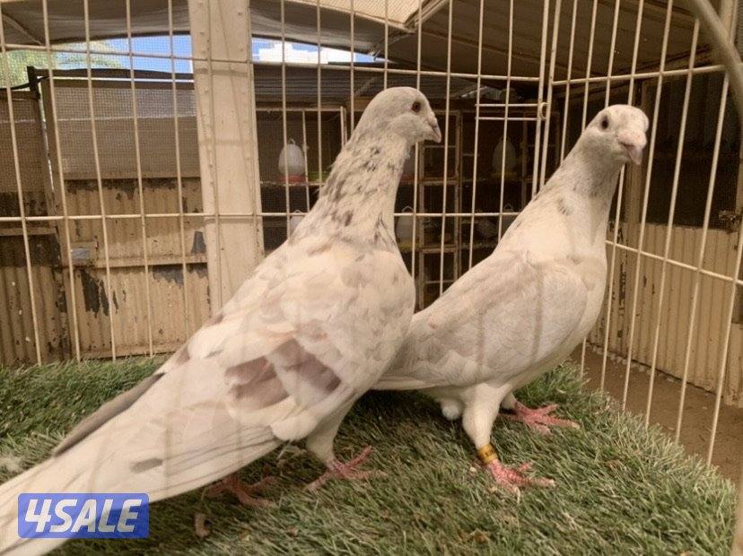 ازواج زاجل خنابي مع فروخهم7