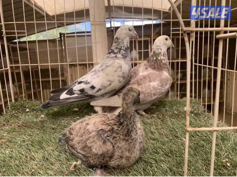 ازواج زاجل خنابي مع فروخهم1