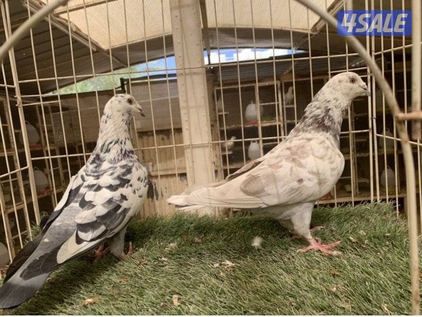 ازواج زاجل خنابي مع فروخهم10