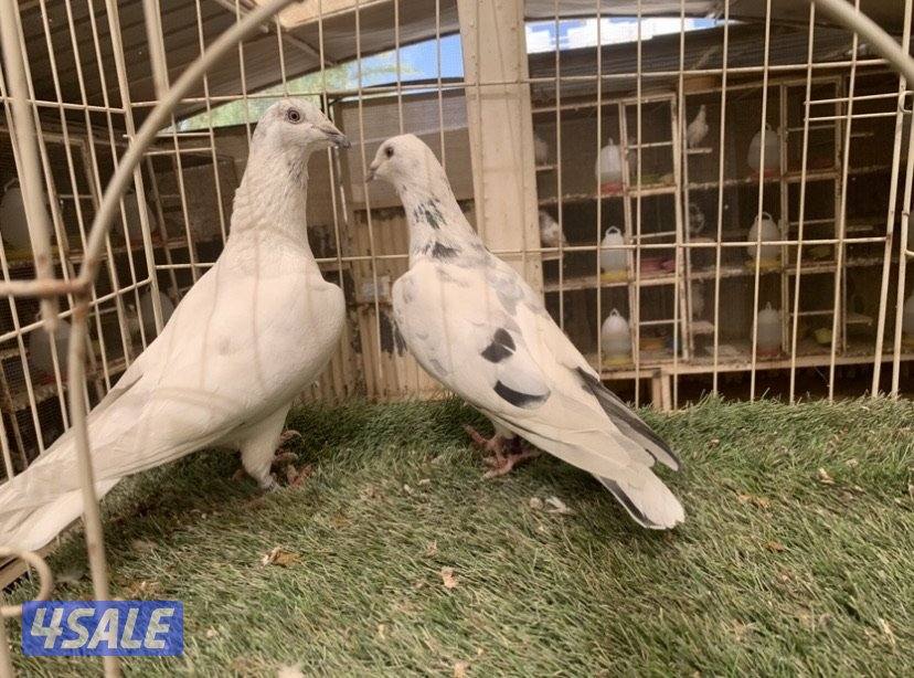 ازواج زاجل خنابي مع فروخهم8