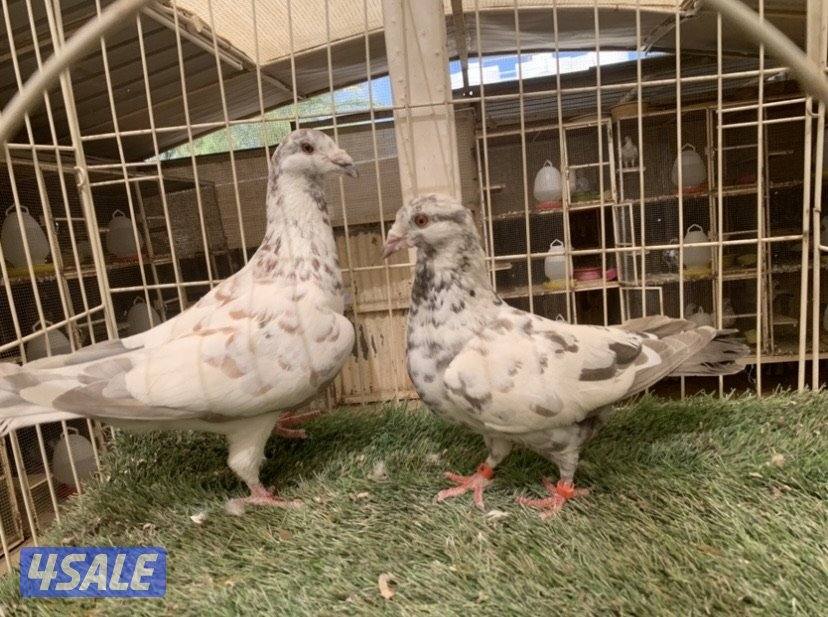 ازواج زاجل خنابي مع فروخهم11