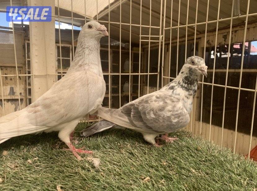 ازواج زاجل خنابي مع فروخهم13