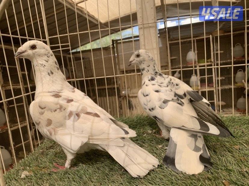 ازواج زاجل خنابي مع فروخهم12