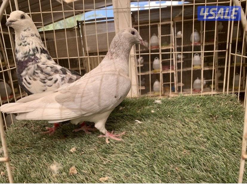 ازواج زاجل خنابي مع فروخهم14