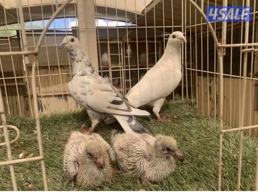 ازواج زاجل خنابي مع فروخهم4