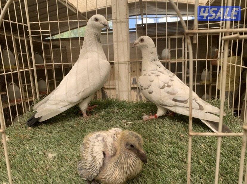 ازواج زاجل خنابي مع فروخهم5