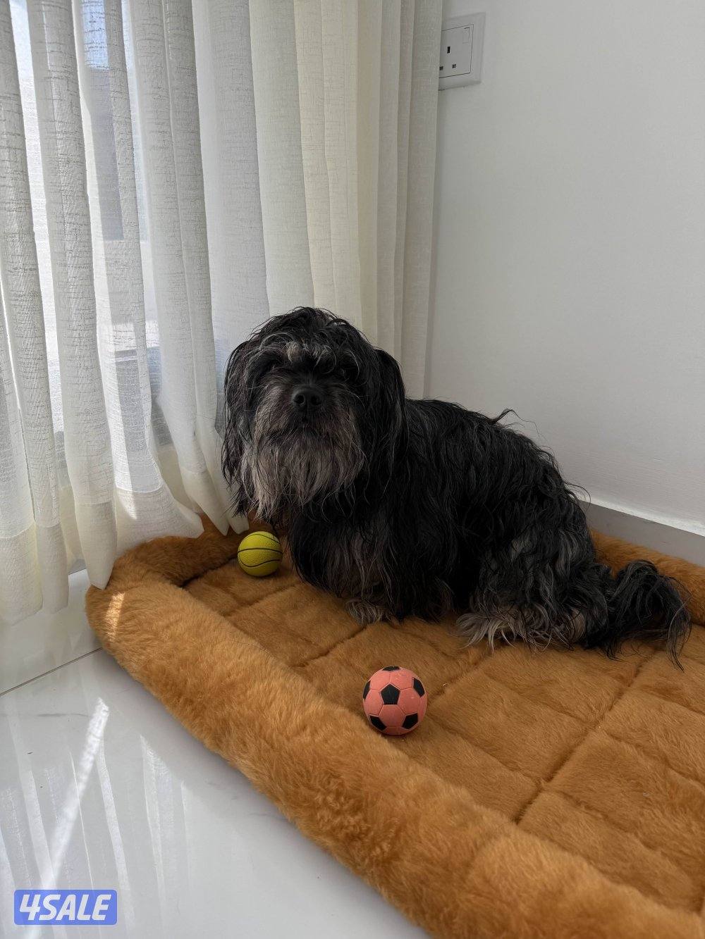 جلب كيوت للبيع 😍0