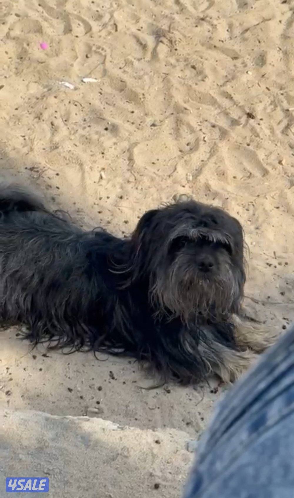 جلب كيوت للبيع 😍1