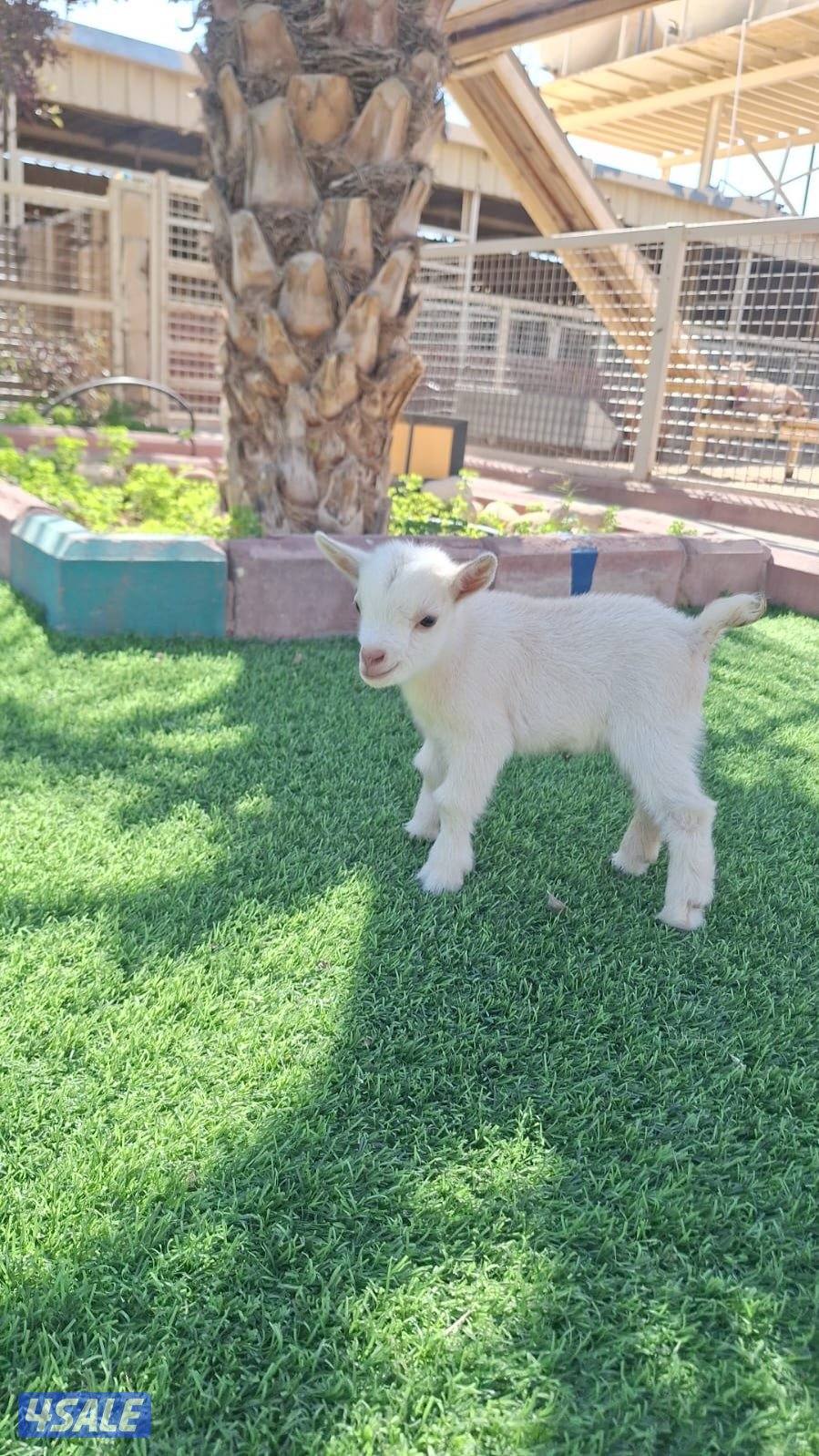 للبيع تيس جيكي القزم العمر سبوع  الاستلام من كبد1