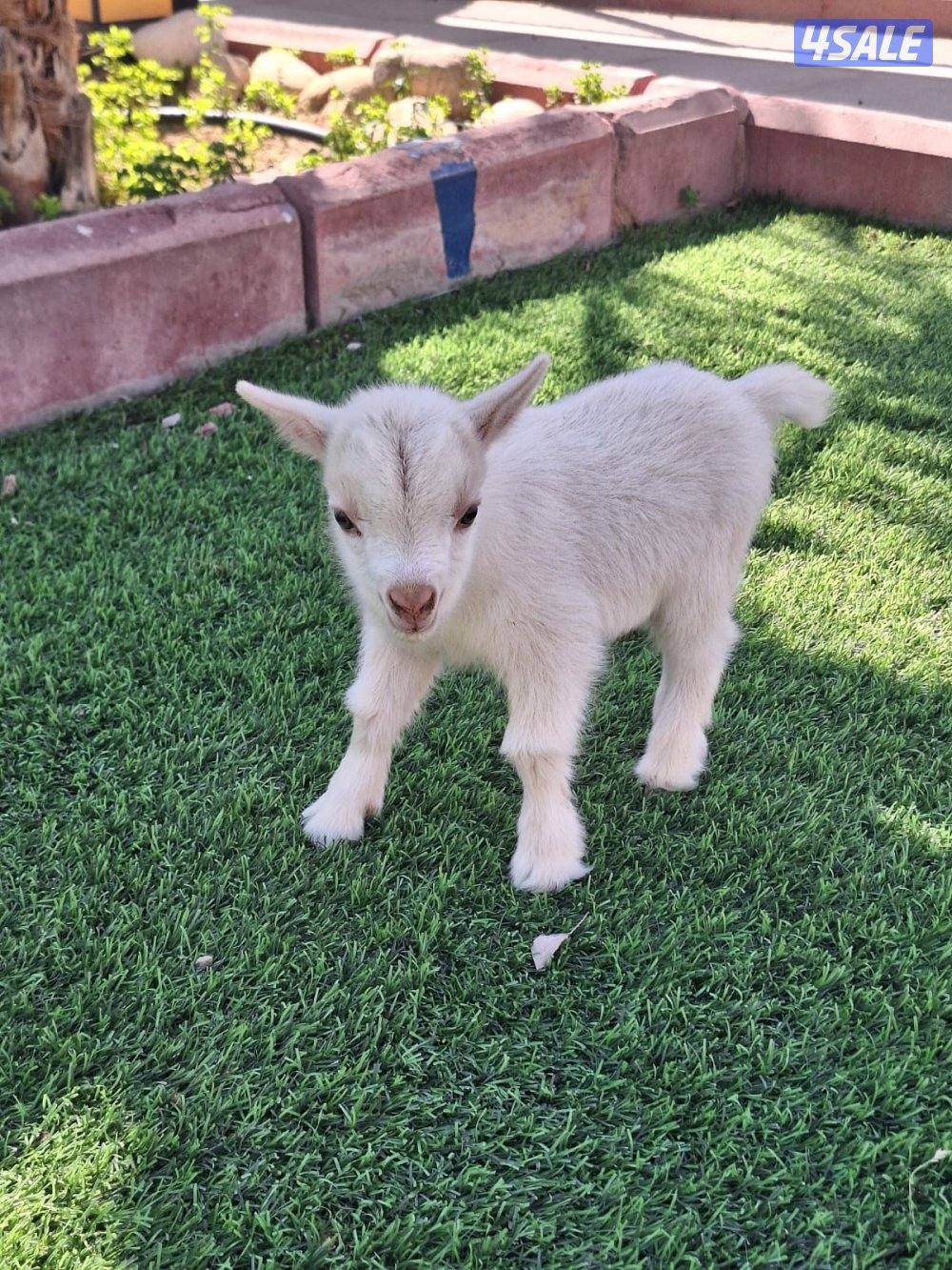 للبيع تيس جيكي القزم العمر سبوع  الاستلام من كبد2