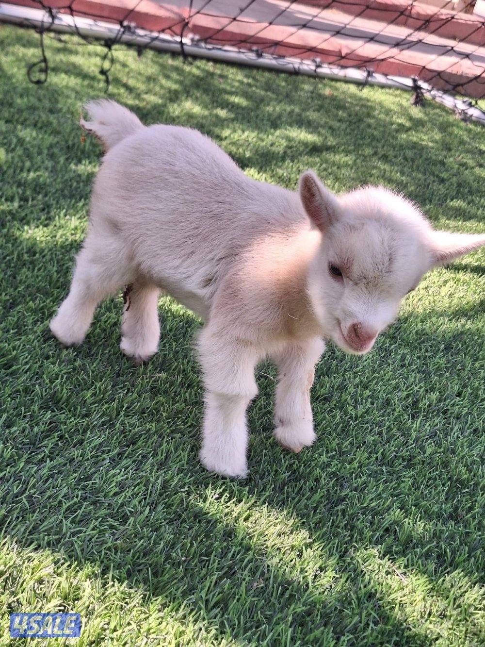 للبيع تيس جيكي القزم العمر سبوع  الاستلام من كبد3