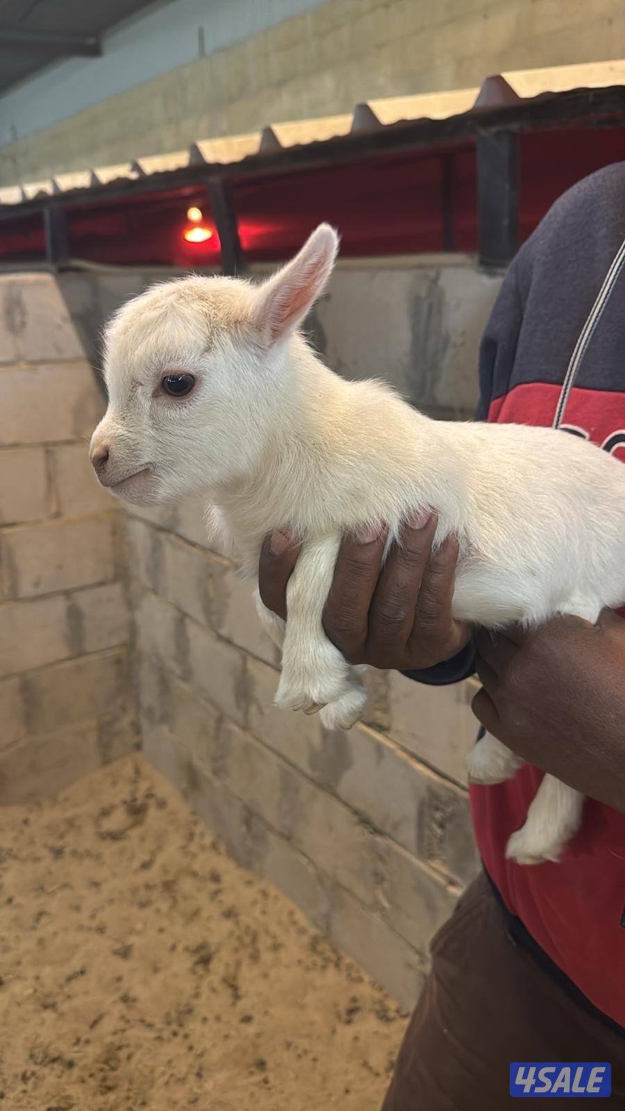 للبيع تيس جيكي القزم العمر سبوع  الاستلام من كبد0