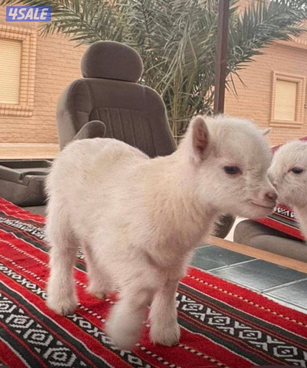 للبيع تيس جيكي القزم العمر سبوع  الاستلام من كبد4