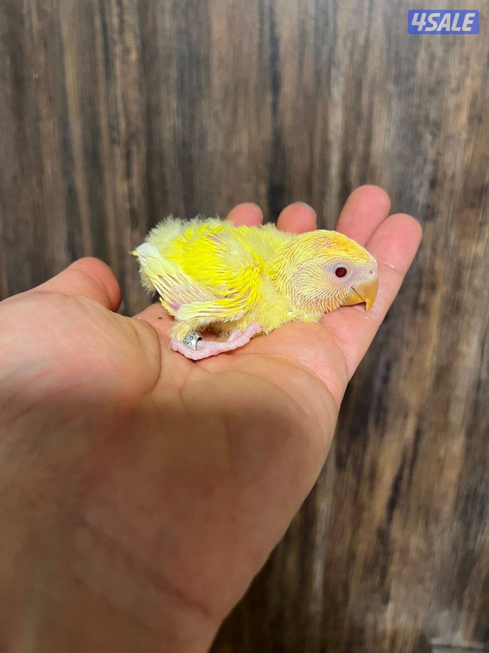 فروخ عس انتاج الكويت0