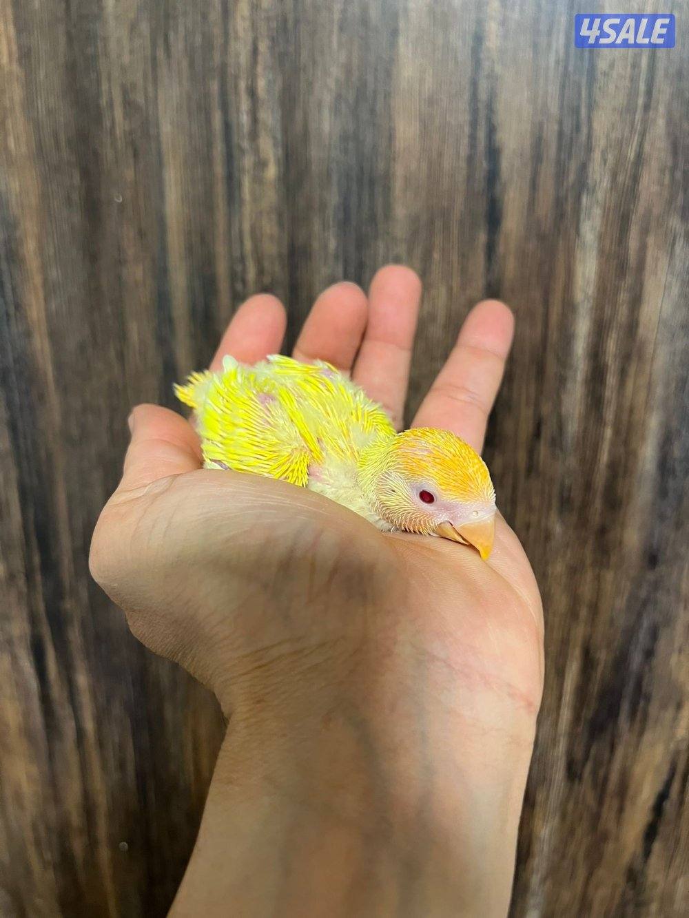 فروخ عس انتاج الكويت2