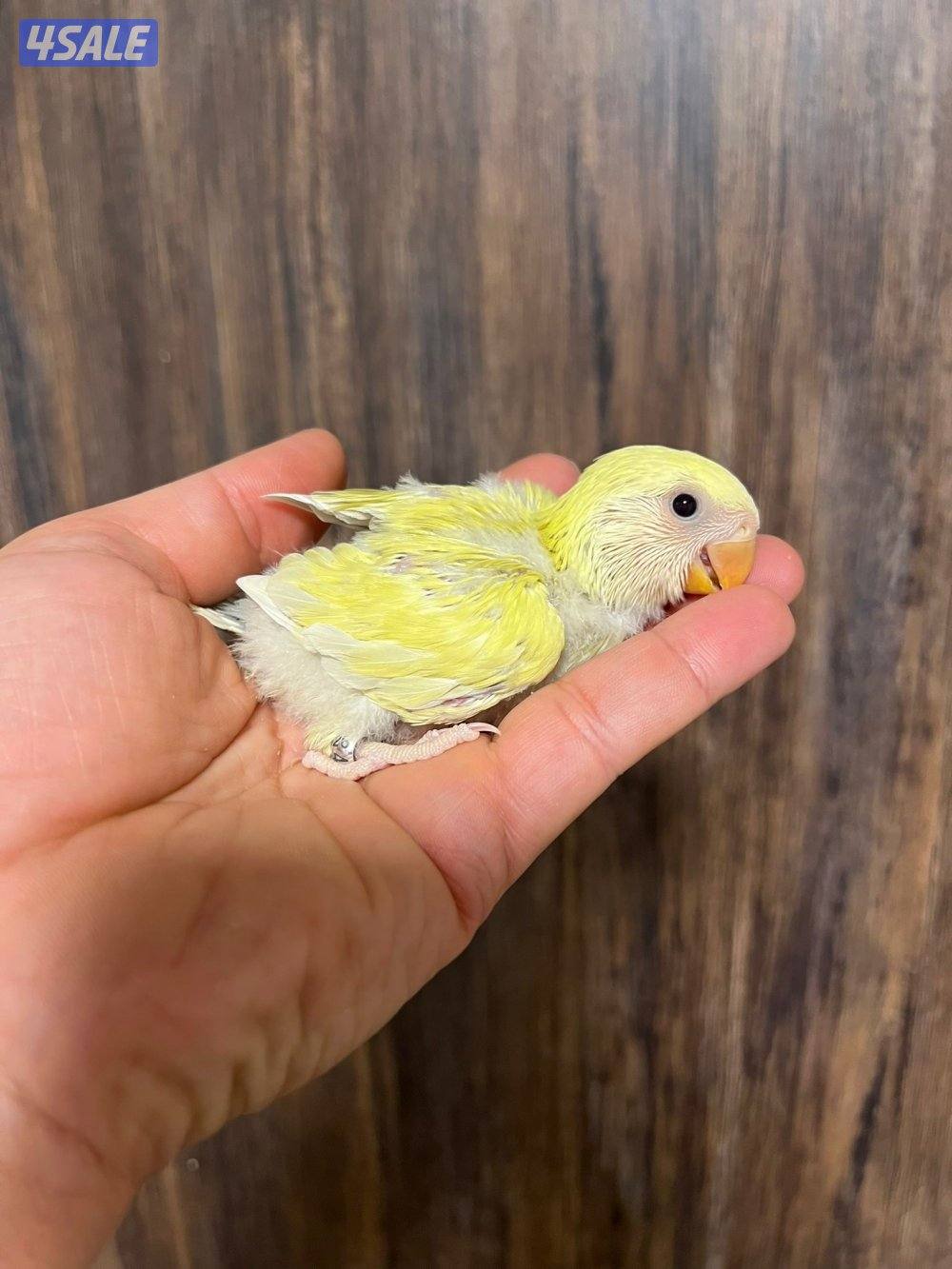 فروخ عس انتاج الكويت1