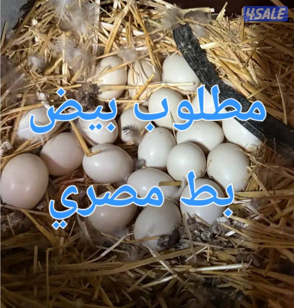 مطلوب بيض بط مصري مسكوفي بسعر مناسب0