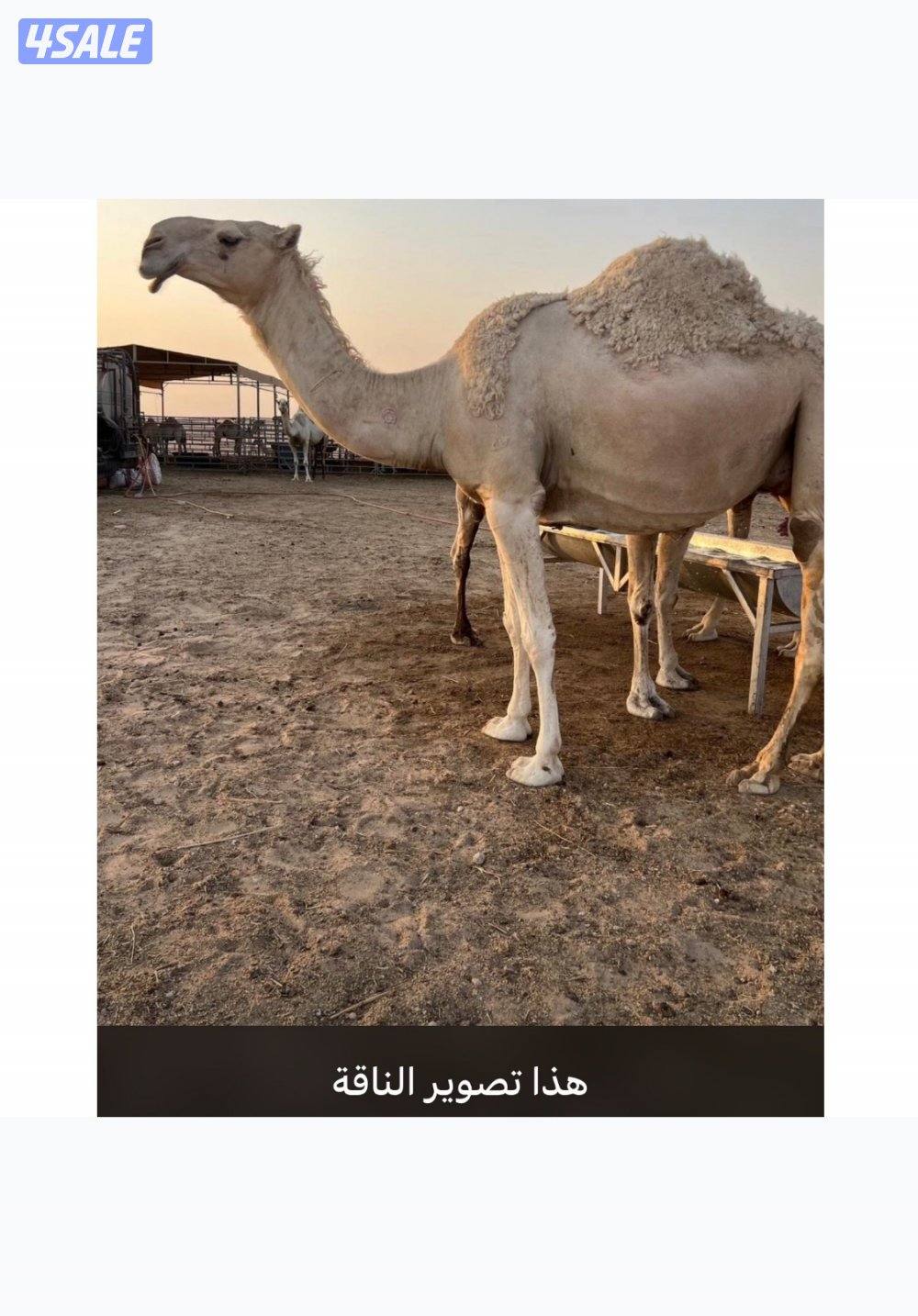 مفقود ناقة وضحا مغرا0