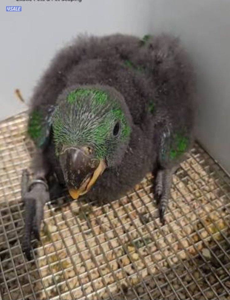 Two baby eclectus parrot chick's healthy0