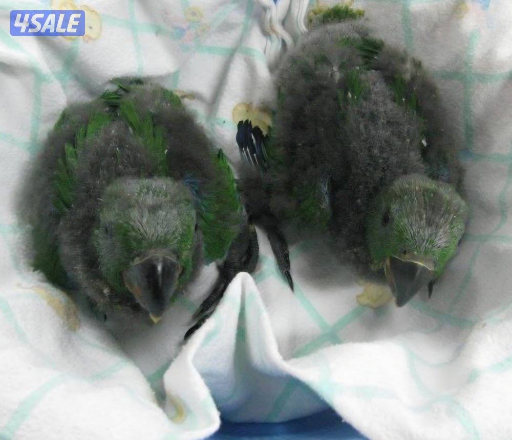 Two baby eclectus parrot chick's healthy1
