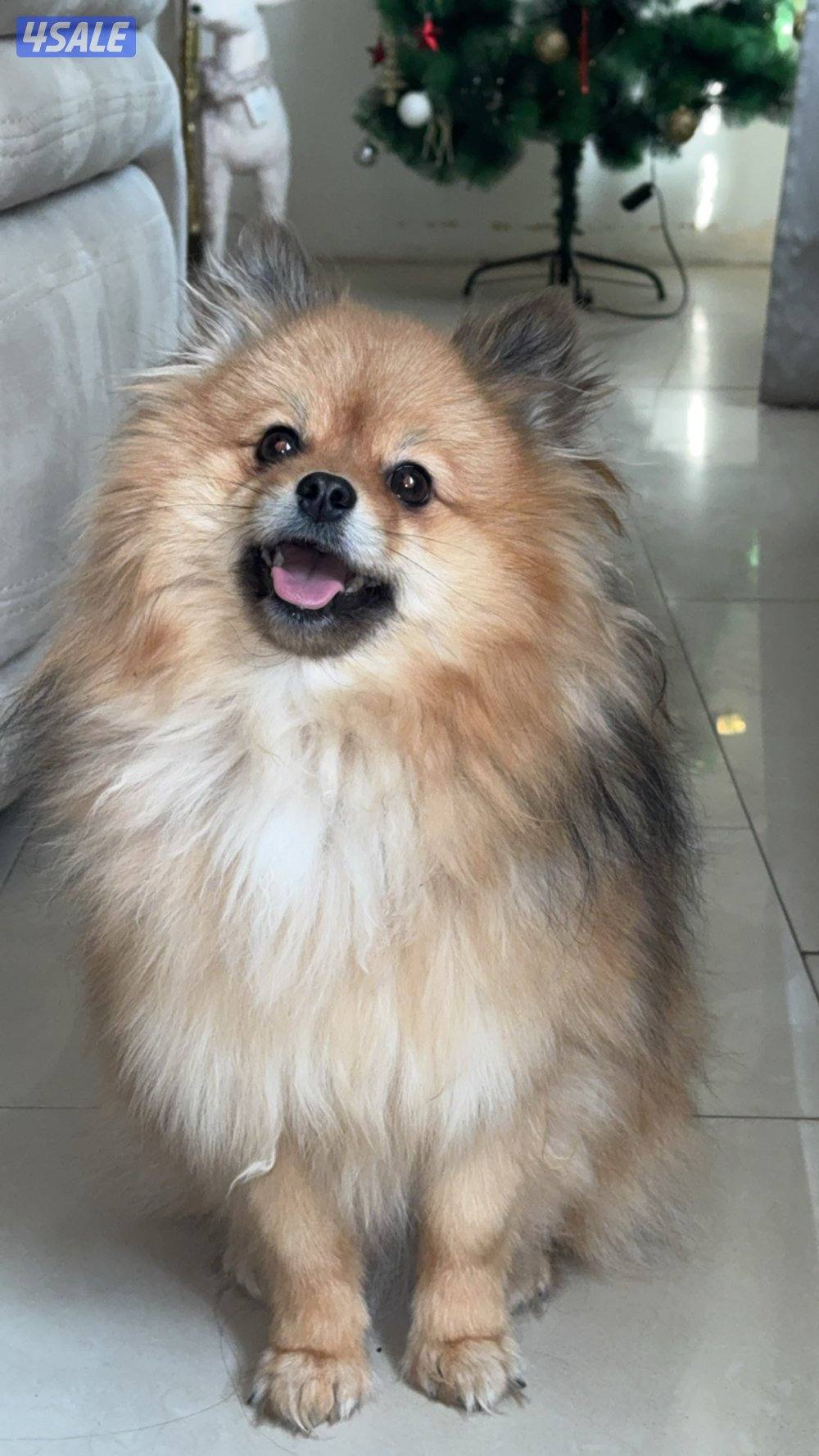 كلب بوميرانيان ذكر0