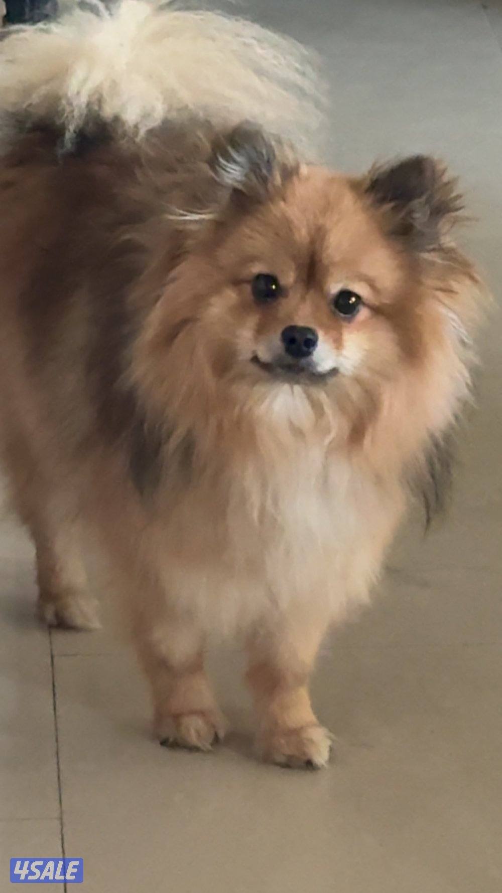 كلب بوميرانيان ذكر2