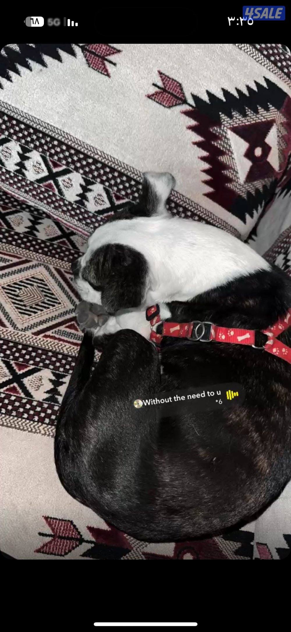 الجلب ضايع او مبيوق ب الجابريه يوم السبت الصبح0