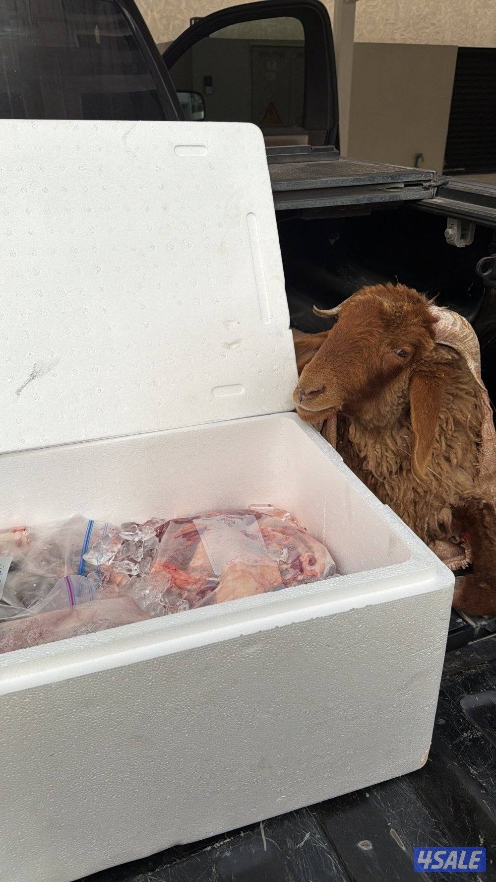 للبيع ذبايح0