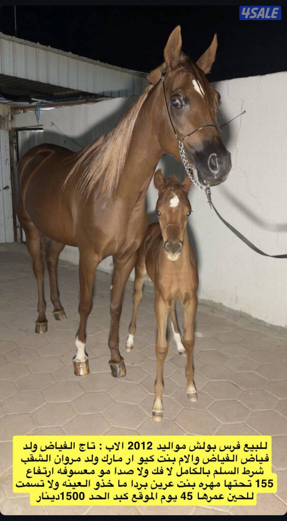 فرس واهو مع بنتها مهره0