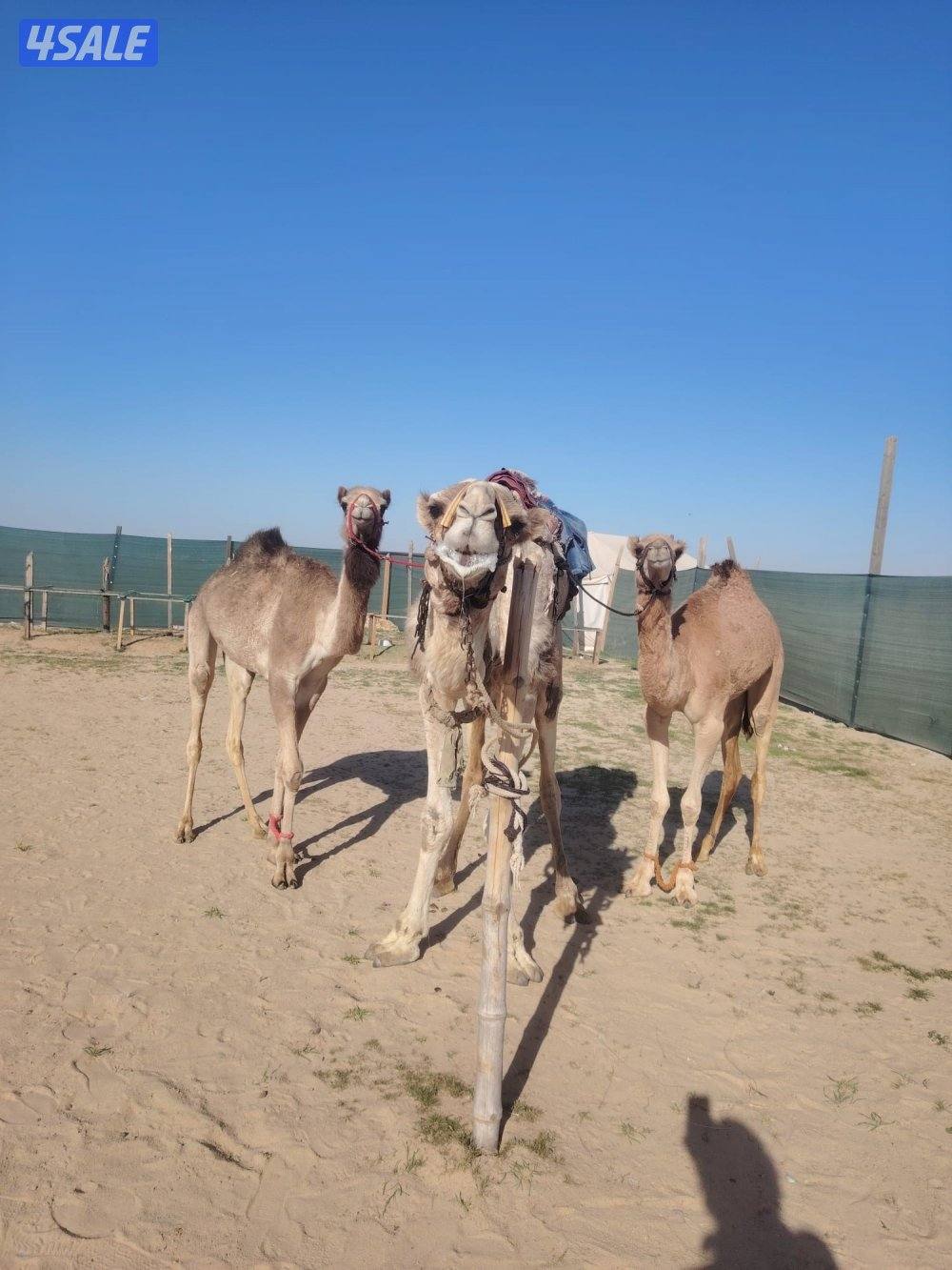 كبد الهجن./ البيع ابكار عمانيات حقايق وركبي طوع بالهحن0