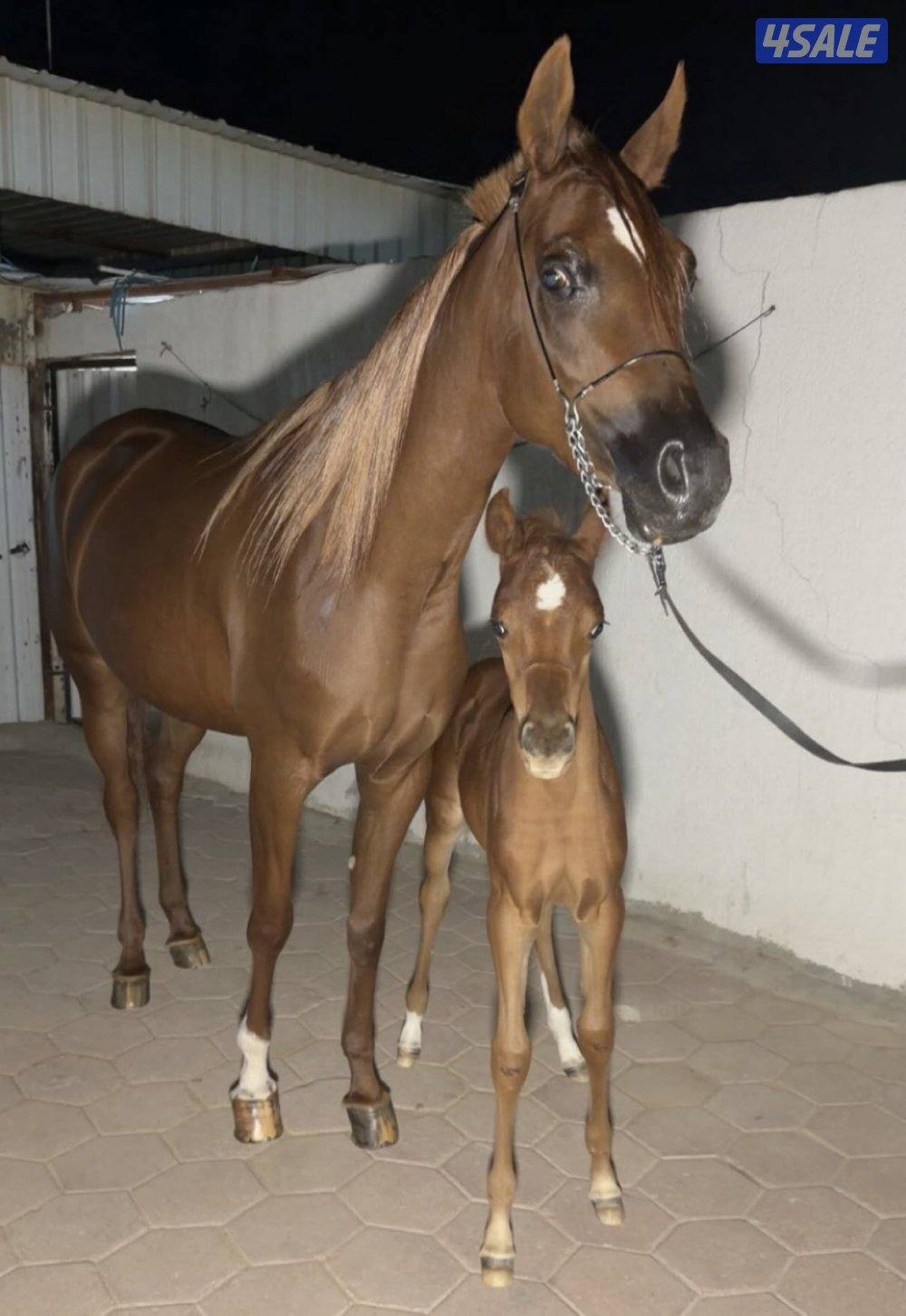 فرس واهو مع بنتها مهره1